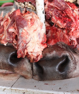 Meat: Cow Head