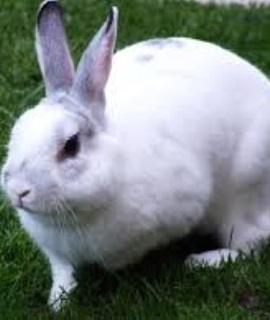 Rabbits: Rabbit