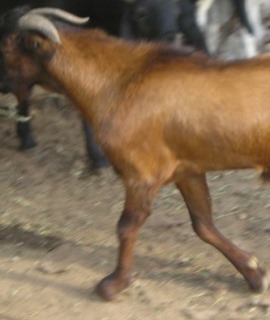 Goats: West African Goat
