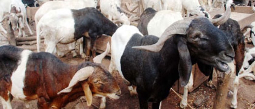 11 things you should know before buying a ram or goat in the market
# 4 will blow your mind!!!