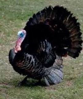 Poultry Poultry