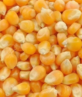 Maize seeds: Maize Seed