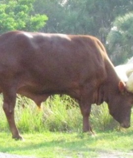 Cattle: Mighty Moo